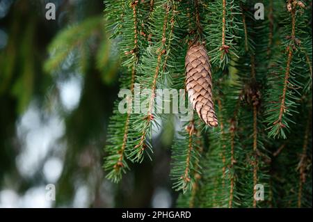 Épinette d'Europe ou épinette de Norvège, Picea abies, cône suspendu de la branche. Banque D'Images