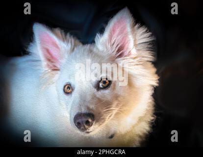 Peinture de chien blanc - chiot Eskimo Spitz américain - stylisé Banque D'Images