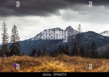 Vue sur Giewont depuis la vallée de Chochołowska. Nuages sombres. Netteté en arrière-plan. Crocus violets au premier plan. Temps variable en t Banque D'Images