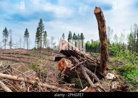 Déboisement paysage vue des arbres coupés. Concept de l'écologie, de l'environnement, du réchauffement de la planète. Banque D'Images