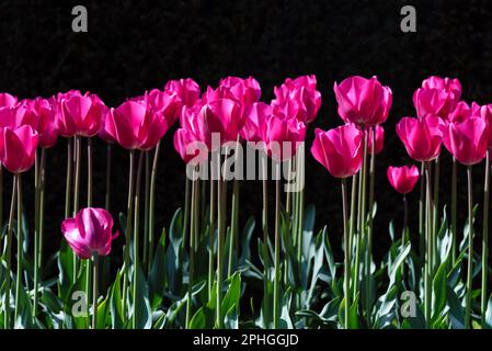 Une superbe photo qui capture des rangées de grands tulipes roses debout dans une mer de verdure luxuriante. Tulipes hollandaises fraîches de printemps colorées. Arrière-plan de la nature, Banque D'Images