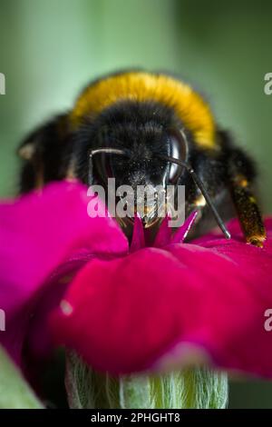 Dirigez-vous vers la vue d'Un bourdon, Bombus se nourrissant de la fleur pourpre de Rose Campion, Lychnis coronaria, Angleterre, Royaume-Uni Banque D'Images