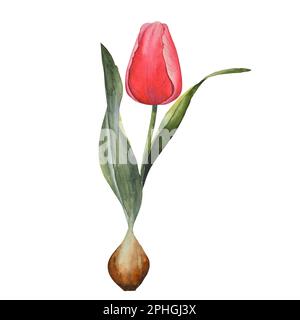 Tulipe , fleurs de printemps, fleur, rouge. Illustration aquarelle dessinée à la main, isolée sur fond blanc illustration botanique peinte à la main pour cartes, Banque D'Images