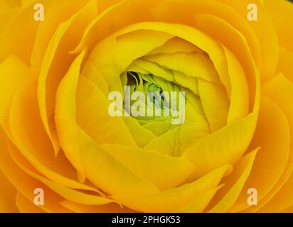 Ranunculus asiticus jaune, le buttercup perse Banque D'Images