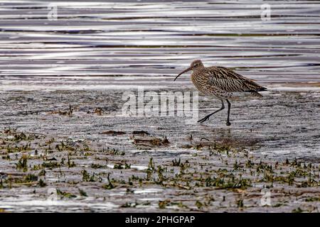 Courlis mâle (Numenius arquata) sur des méplats de boue à l'estuaire de Conwy Banque D'Images