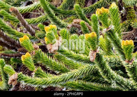 Puzzle singe ou PIN chilien (araucaria araucana), gros plan des branches supérieures de l'arbre montrant les fleurs, les cônes et les feuilles triangulaires pointues. Banque D'Images