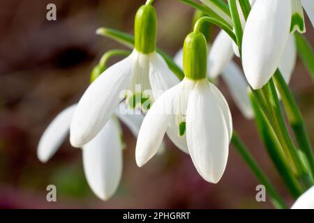 Les gouttes de neige (galanthus nivalis), gros plan de deux des fleurs de printemps familières, se concentrant sur la plus importante avec une faible profondeur de champ. Banque D'Images