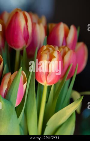 Image verticale d'un bouquet vibrant de tulipes roses, avec des feuilles et des tiges visibles Banque D'Images