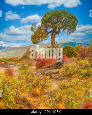 Juniper Tree, Black Canyon of the Gunnison National Park, Colorado, « Juniper Tree at Dragon point » - plusieurs plantes et arbustes ornent un seul, torsadé Banque D'Images