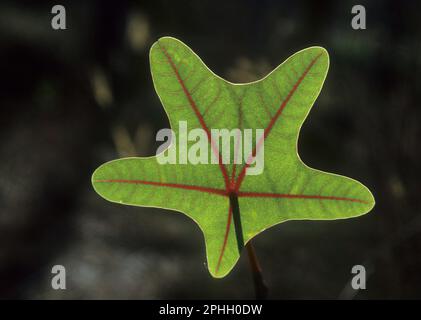 Feuille translucide rétro-éclairée de Manihot peltata (Euphorbiaceae), parent sauvage du manioc (manioc) dans le cerrado (savane boisée), au nord de Goias St Banque D'Images