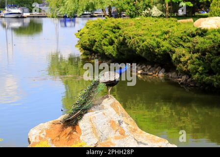 Un magnifique paon bleu vif avec une longue queue et des plumes multicolores se trouve sur la pierre de la rivière. Peacock dans le parc, le zoo, la ferme Banque D'Images