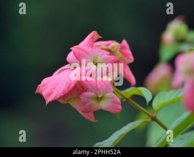 Fleurs célèbres du Bangladesh Banque D'Images
