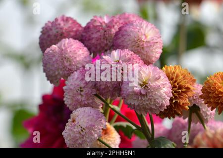 Fleurs célèbres du Bangladesh Banque D'Images