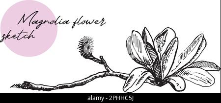 fleurs de magnolia avec bourgeons fleurs dessin dessiné à la main. Illustration de Vecteur
