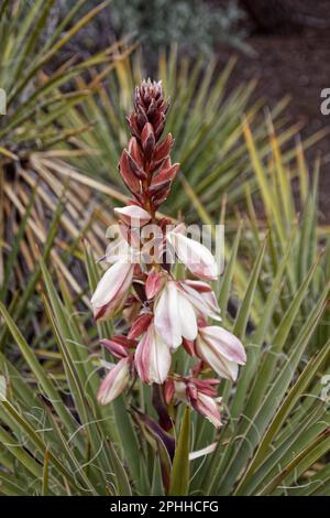 Yucca en fleurs dans le monument national de Tsegi Canyon Navajo, Arizona, États-Unis Banque D'Images