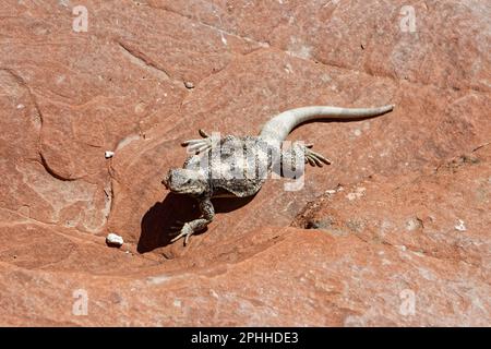 Bains de soleil sur le lézard dans la zone de conservation nationale de Red Rock Canyon, Nevada, États-Unis Banque D'Images