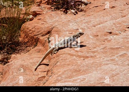 Bains de soleil sur le lézard dans la zone de conservation nationale de Red Rock Canyon, Nevada, États-Unis Banque D'Images