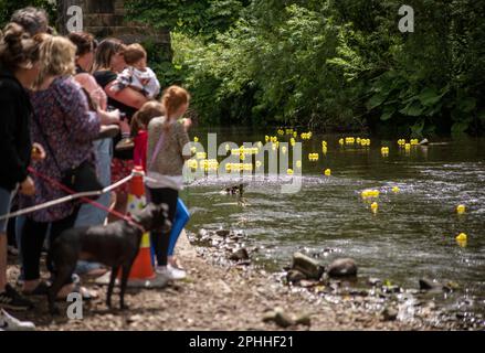 La course de canards sur la rivière Goyt à travers New Mills, dans le Derbyshire High Peak, des centaines de canards jaunes en plastique font la course le long de la rivière pour gagner des prix Banque D'Images