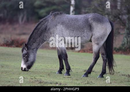 Poney gris New Forest, face à gauche, pâturant avec bruyère et arbres en arrière-plan Banque D'Images