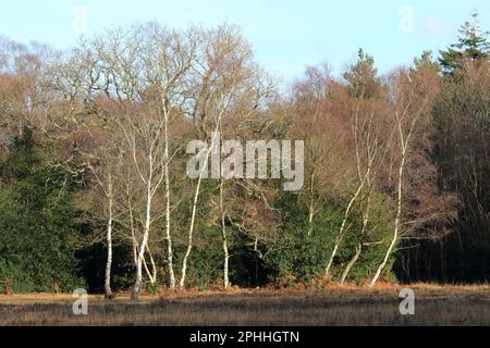 Un groupe de bouleaux argentés (Betula pendula) dans la New Forest Banque D'Images