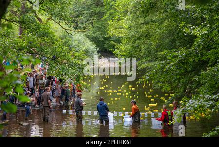 La fin de la course de canards sur la rivière Goyt à travers New Mills, dans le Derbyshire High Peak, des centaines de canards jaunes en plastique font la course le long de la rivière Banque D'Images