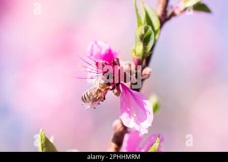 L'abeille recueille le nectar des fleurs de pêche sur la branche pêche. Gros plan de l'insecte sur fond rose Banque D'Images