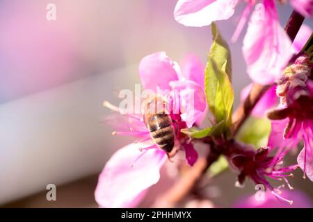 Collecte de nectar: L'abeille travaille sur les fleurs de pêche. l'abeille recueille le nectar sur fond rose de la fleur de pêche. Banque D'Images