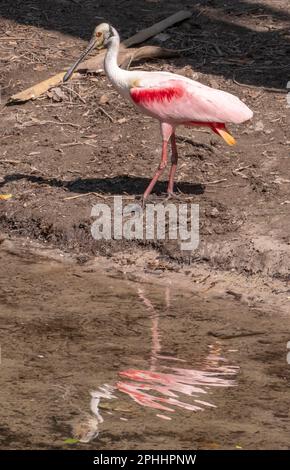 Oiseaux de rivage de St. Augustine, Floride Banque D'Images