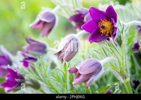 Pulsatilla patens, Pasqueflower de l'est, et cutleaf anemone fleurs violets couverts de petits poils qui fleurissent sur le pré. primroses du premier printemps. Sauvage Banque D'Images