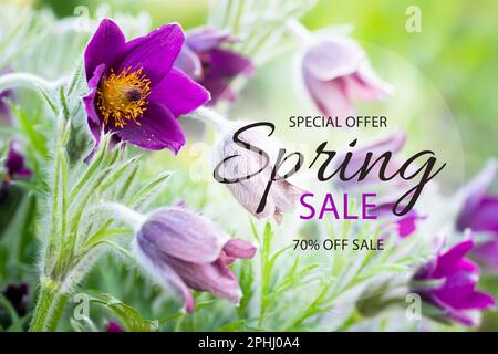 Soldes de printemps. Offre spéciale. 70 arrêt. Patens de Pulsatilla, palets de l'est et fleurs pourpres d'anémone de feuille de coupe couvertes. Fleurs sauvages Puls Banque D'Images