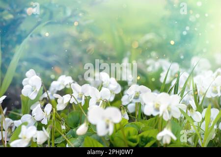 Le alto alba, fleur violette blanche, est inscrit dans le Livre rouge de l'Ukraine. Printemps fond avec des fleurs rares contre fond d'une forêt verte au printemps Banque D'Images