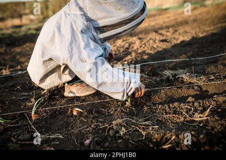 processus de plantation d'oignons dans le sol en automne. l'enfant aide à planter des légumes pour la prochaine récolte Banque D'Images