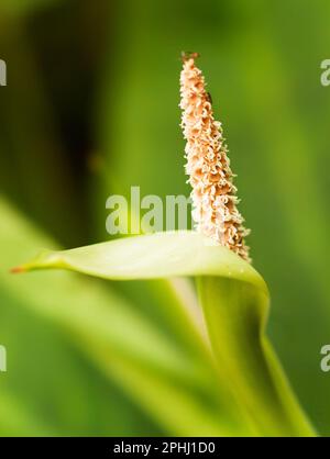 Anturium veitchii - détail de la fleur du roi Anturia Banque D'Images