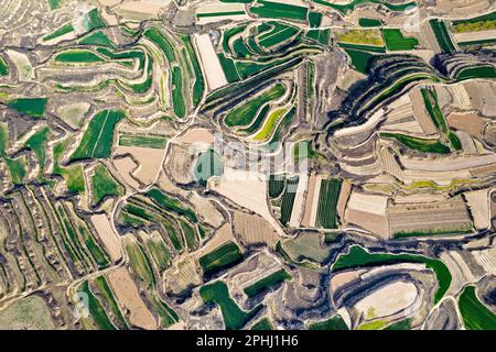 YUNCHENG, CHINE - 28 MARS 2023 - photos aériennes montre des terrasses sur le plateau de Loess couvertes de couches de semis de blé vert et parsemées de golde Banque D'Images