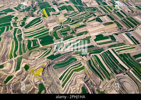 YUNCHENG, CHINE - 28 MARS 2023 - photos aériennes montre des terrasses sur le plateau de Loess couvertes de couches de semis de blé vert et parsemées de golde Banque D'Images