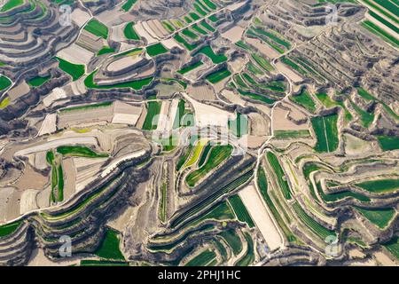 YUNCHENG, CHINE - 28 MARS 2023 - photos aériennes montre des terrasses sur le plateau de Loess couvertes de couches de semis de blé vert et parsemées de golde Banque D'Images