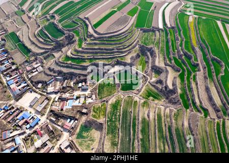 YUNCHENG, CHINE - 28 MARS 2023 - photos aériennes montre des terrasses sur le plateau de Loess couvertes de couches de semis de blé vert et parsemées de golde Banque D'Images