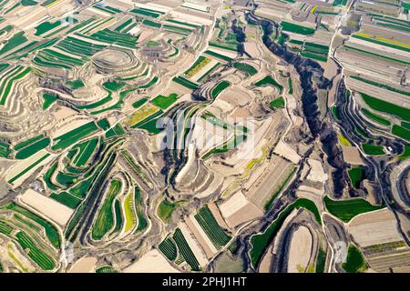 YUNCHENG, CHINE - 28 MARS 2023 - photos aériennes montre des terrasses sur le plateau de Loess couvertes de couches de semis de blé vert et parsemées de golde Banque D'Images