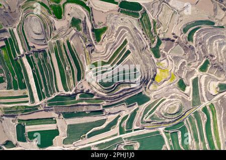 YUNCHENG, CHINE - 28 MARS 2023 - photos aériennes montre des terrasses sur le plateau de Loess couvertes de couches de semis de blé vert et parsemées de golde Banque D'Images