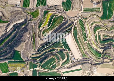 YUNCHENG, CHINE - 28 MARS 2023 - photos aériennes montre des terrasses sur le plateau de Loess couvertes de couches de semis de blé vert et parsemées de golde Banque D'Images