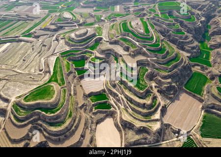 YUNCHENG, CHINE - 28 MARS 2023 - photos aériennes montre des terrasses sur le plateau de Loess couvertes de couches de semis de blé vert et parsemées de golde Banque D'Images