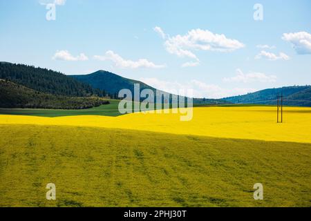 Champs et montagnes de moutarde dans l'Idaho | Paysage en fin d'après-midi Banque D'Images