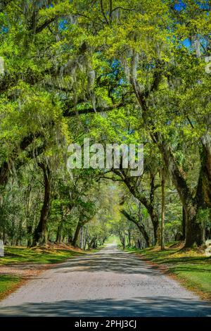 Route menant à la plantation Drayton Hall près de Charleston, Caroline du Sud, États-Unis. Banque D'Images
