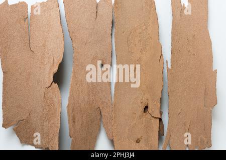 Gros plan de l'écorce de l'arbre - avion de Londres - (Platanus x hispanica) Banque D'Images