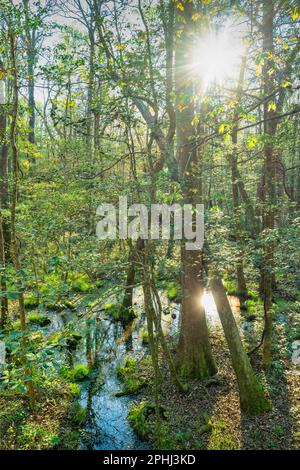 Parc national de Congaree en Caroline du Sud, États-Unis au coucher du soleil. Banque D'Images