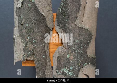 Deux morceaux d'écorce d'arbre sur une boîte en bois et papier - avion de Londres - (Platanus x hispanica) Banque D'Images