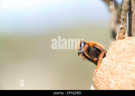 Gros plan sur une abeille bandée naissante femelle, ChalicodomaAPE solitaria che Emerge dal nido. Chalicodoma sp. Banque D'Images