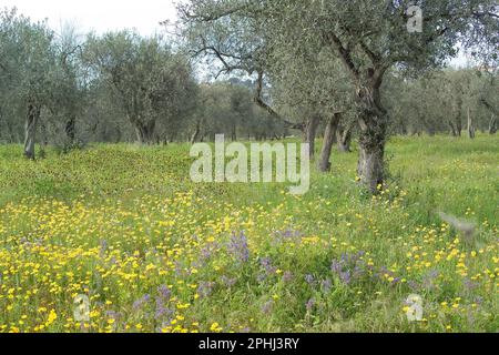 Chrysanthèmes jaunes fleuris dans une oliveraie. Sassari, Sardaigne, Italie Banque D'Images