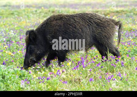 Sanglier Cinghiale (sus scrofa). Parco Nazionale dell'Asinara. Porto Torres. Sardegna. Italie Banque D'Images