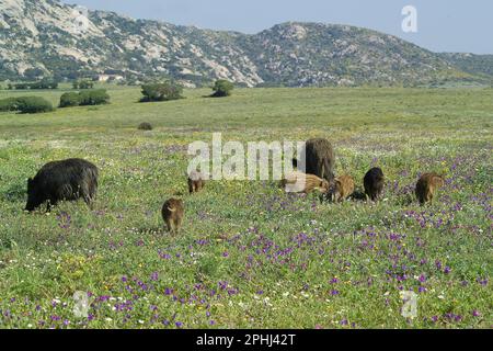 Sanglier Cinghiale (sus scrofa). Parco Nazionale dell'Asinara. Porto Torres. Sardegna. Italie Banque D'Images